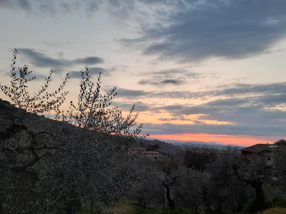 La Piaggiola Degli Olivi *